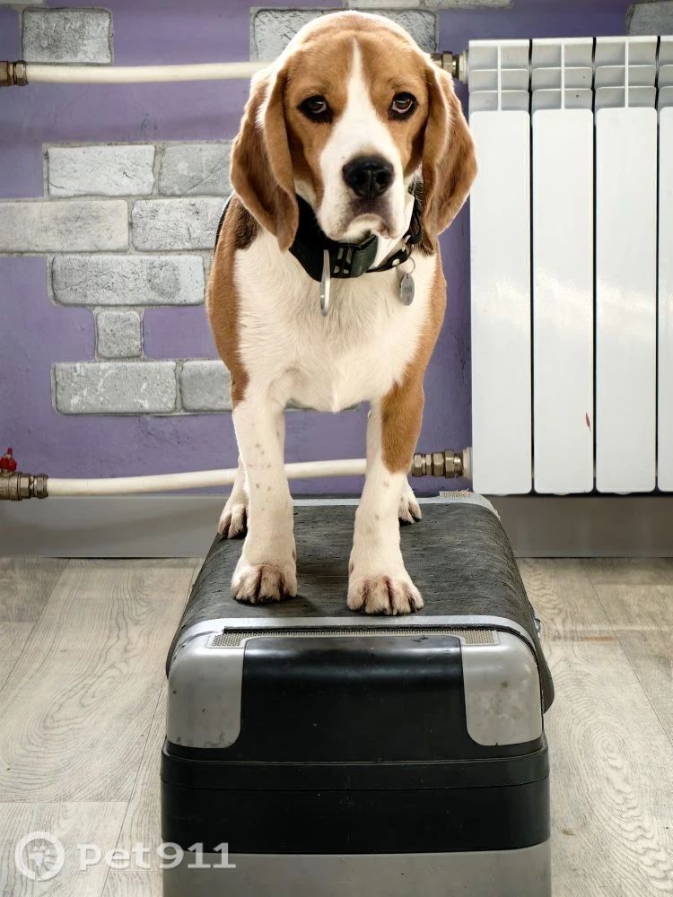 Пропала собака в Вологде — фото объявления