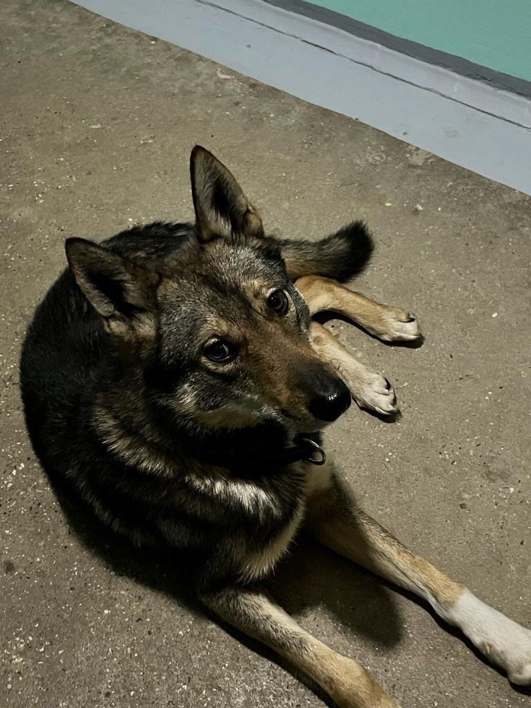 Пропала собака в Вологде — фото объявления