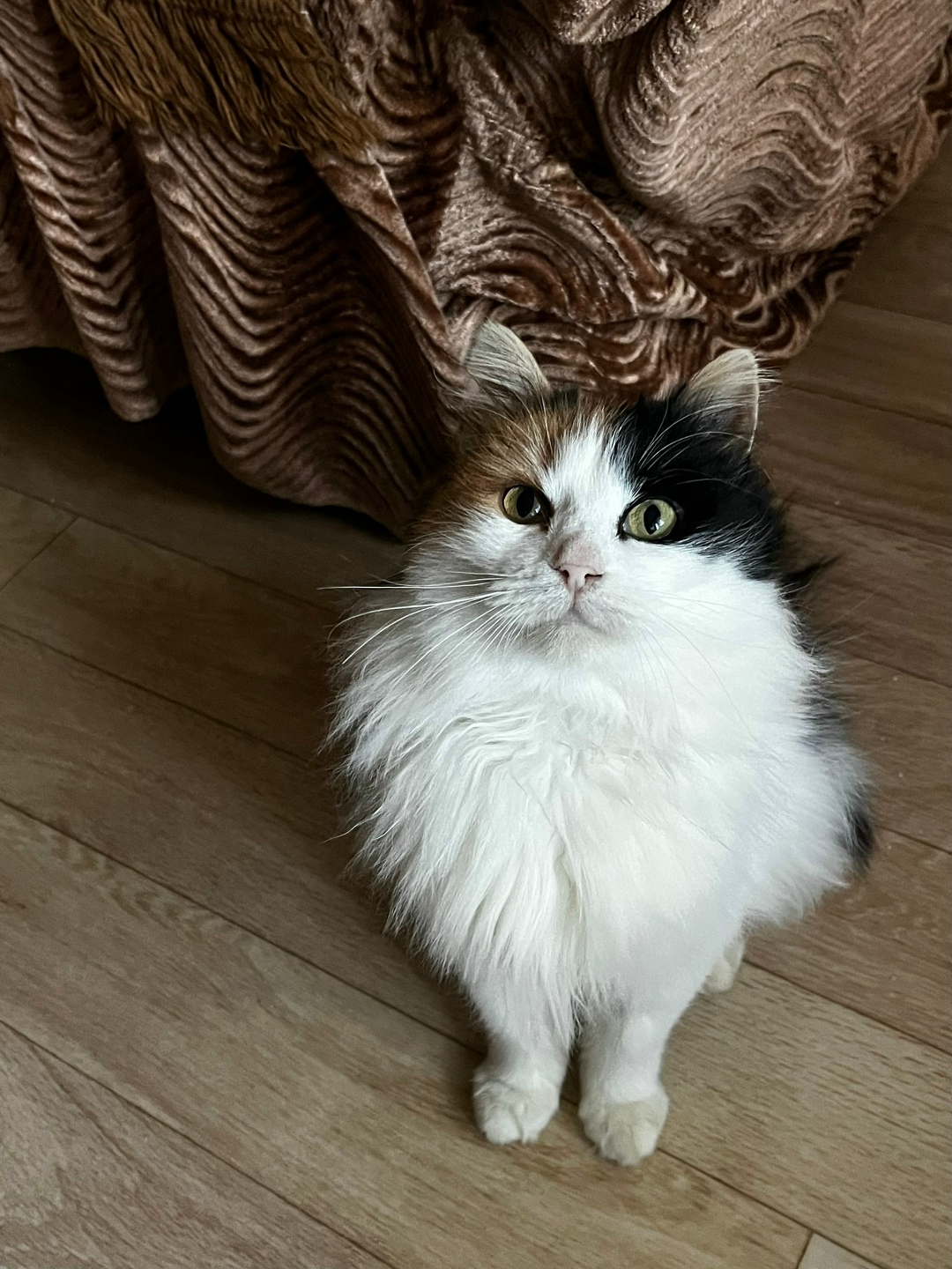 Найдена собака в Вологде — фото объявления