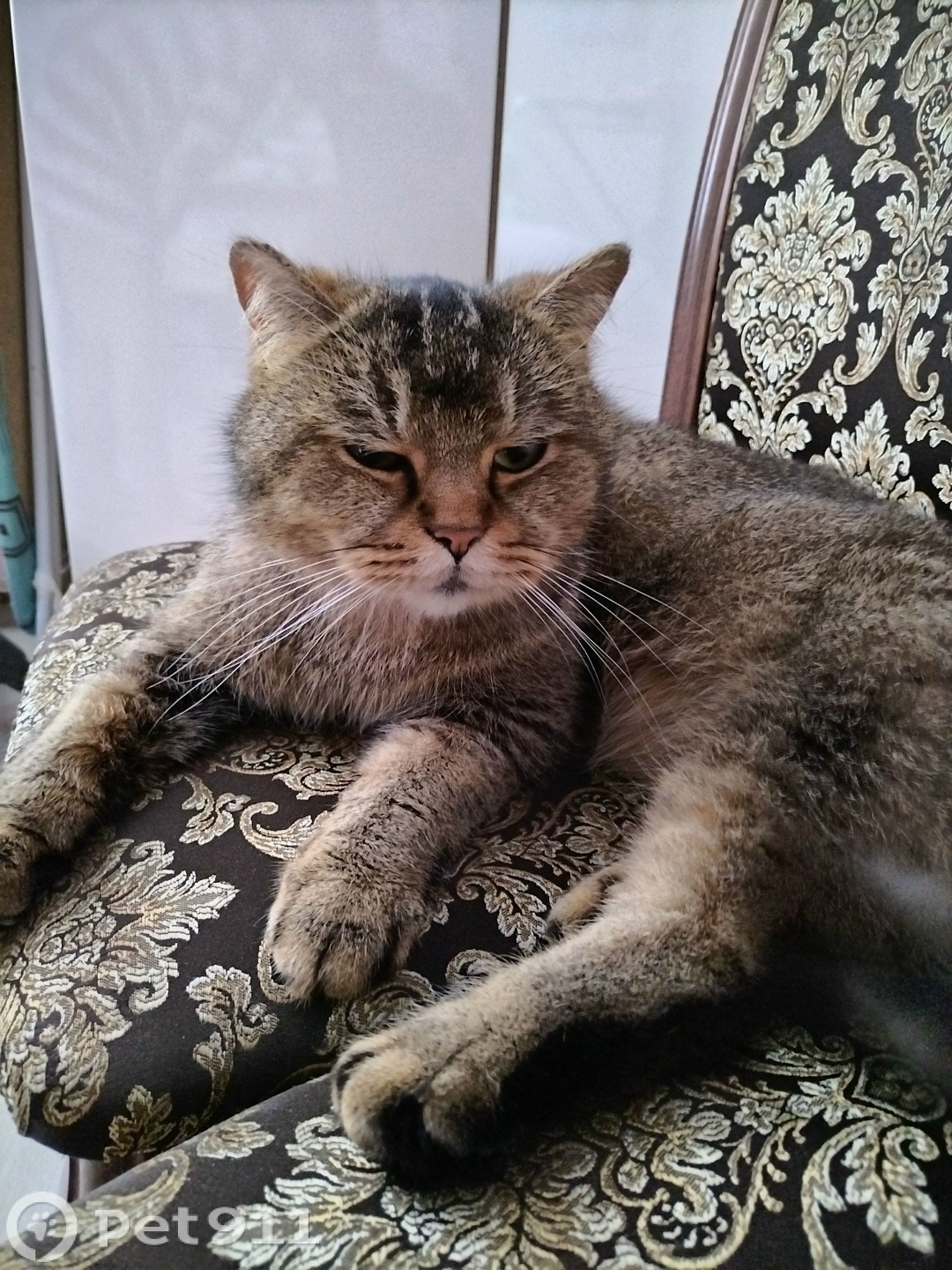 Найдена кошка в Вологде — фото объявления