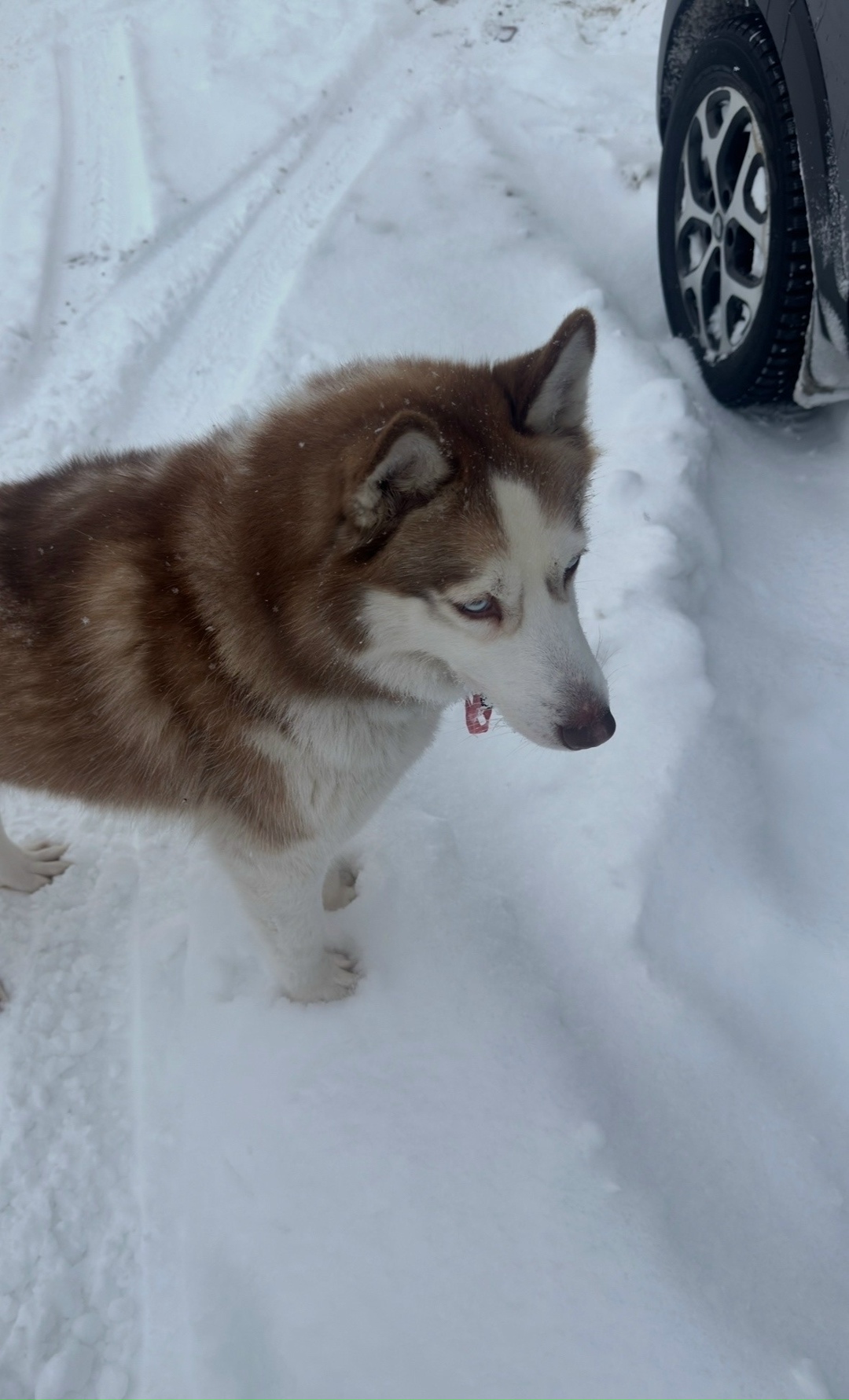 Найдена собака в Вологде — фото объявления