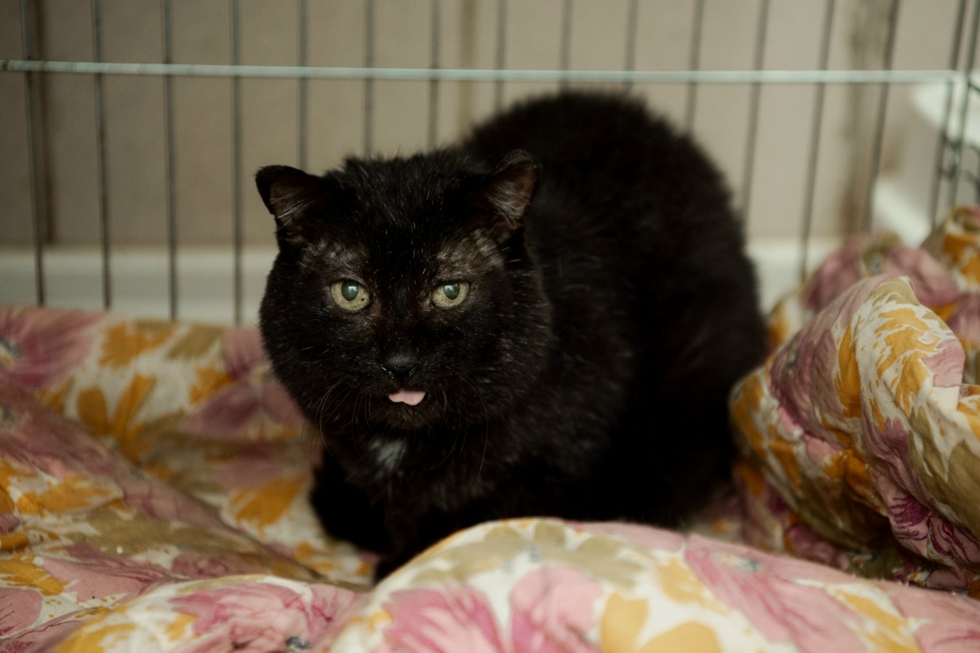 Найдена кошка в Вологде — фото объявления