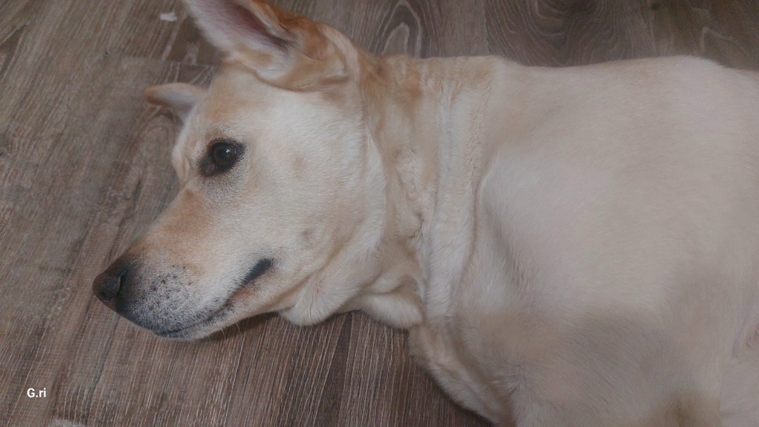 Найдена собака в Вологде — фото объявления