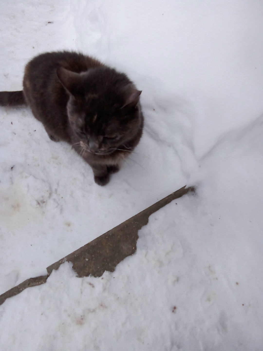 Пропала кошка в Вологде — фото объявления