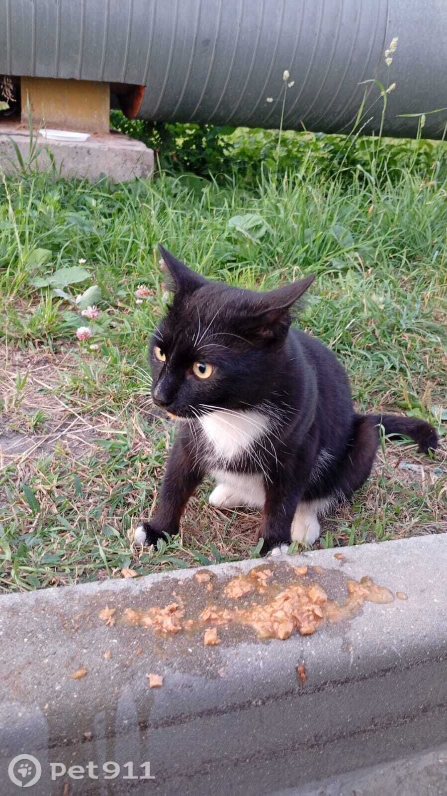 Найдена кошка в Вологде — фото объявления