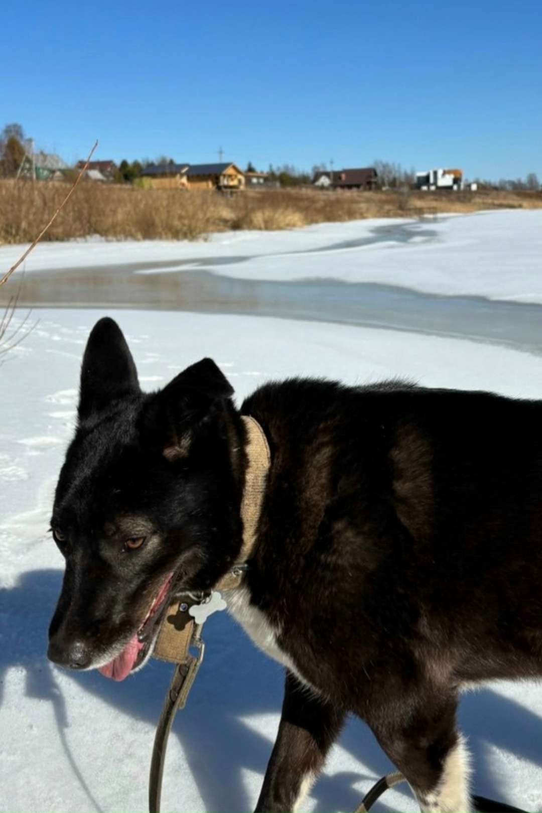 Пропала собака в Вологде — фото объявления