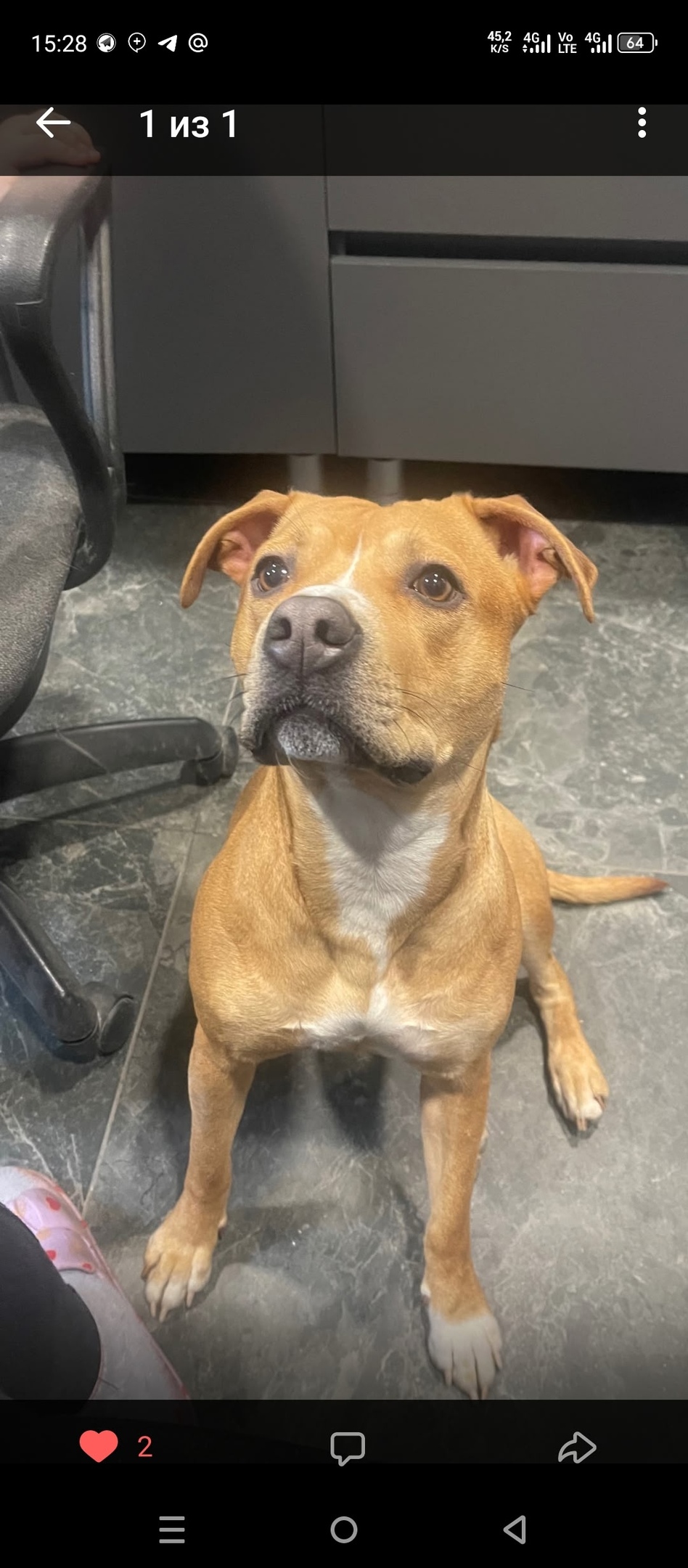 Найдена собака в Вологде — фото объявления