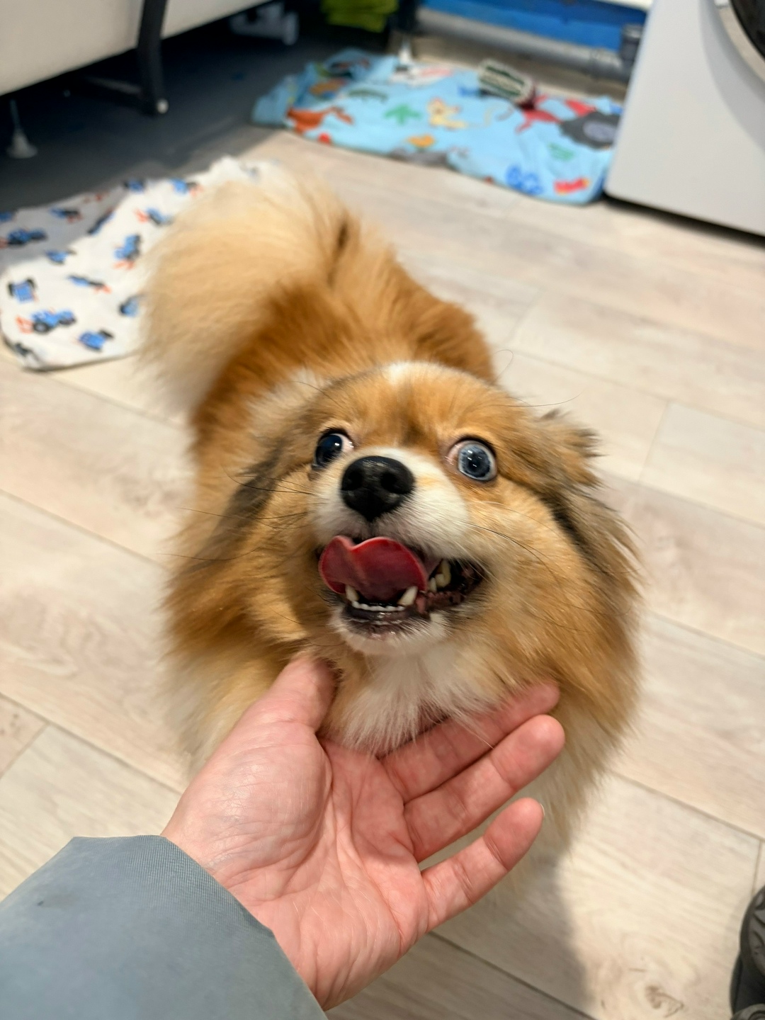 Найдена собака в Вологде — фото объявления