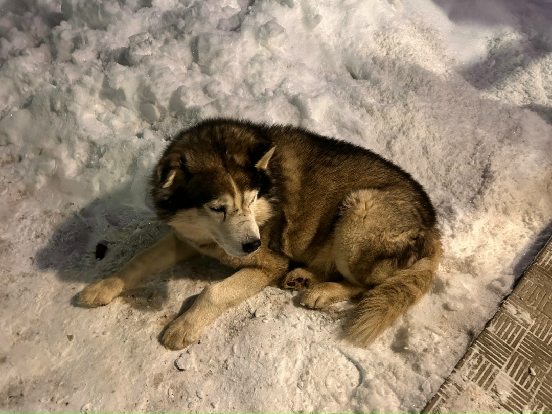 Пропала собака в Вологде — фото объявления