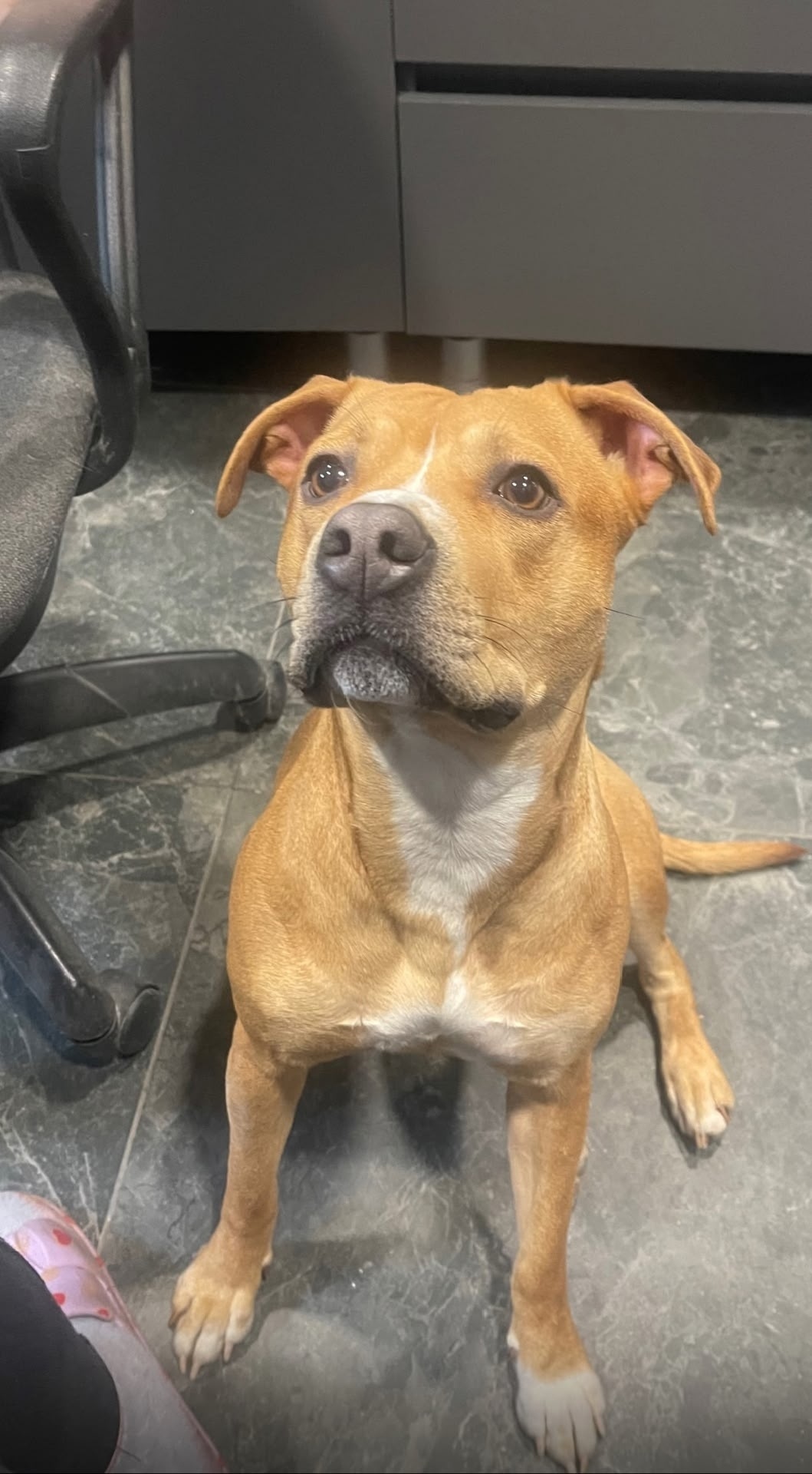 Найдена собака в Вологде — фото объявления