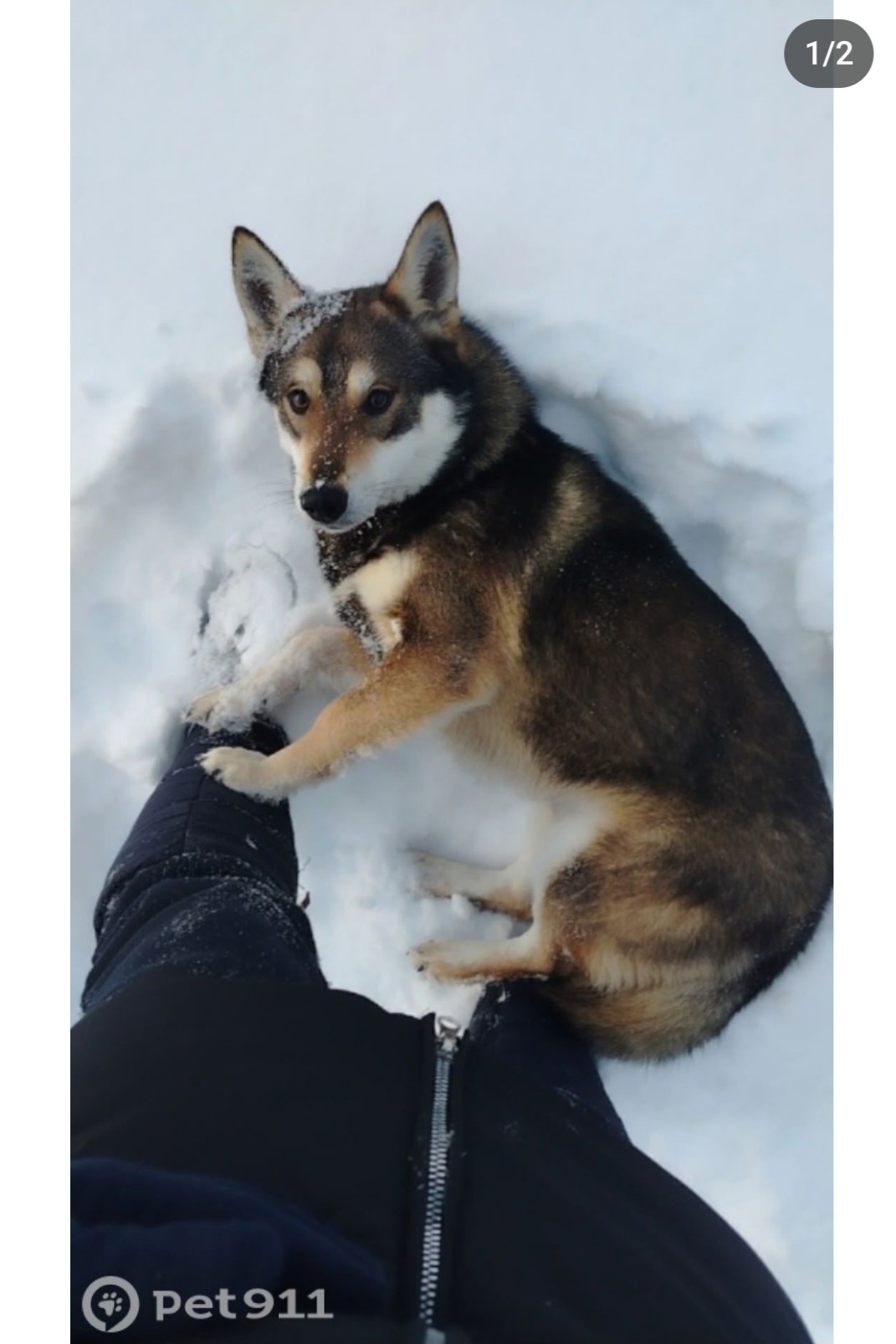 Пропала собака в Вологде — фото объявления