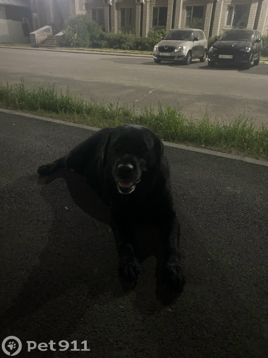 Найдена собака в Вологде — фото объявления