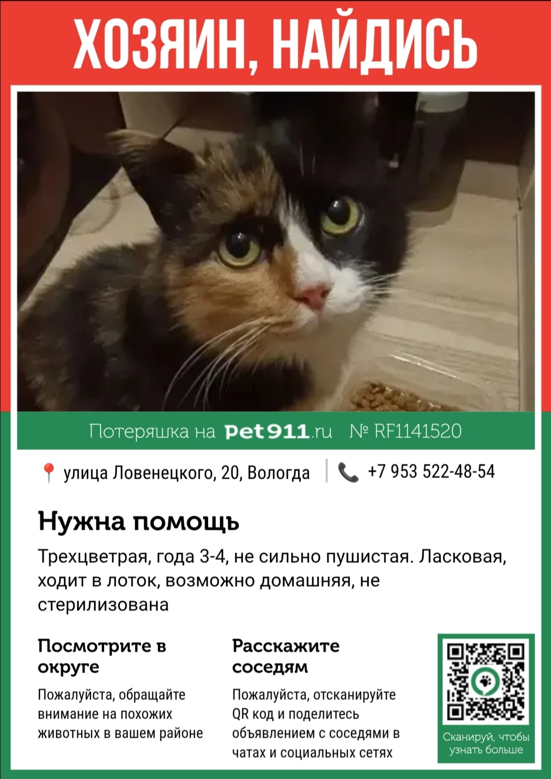 Найдена кошка в Вологде — фото объявления