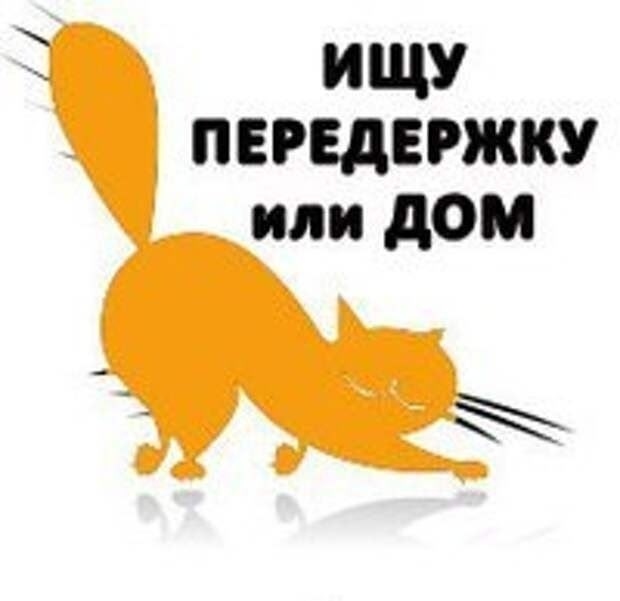 Найдена кошка в Вологде — фото объявления