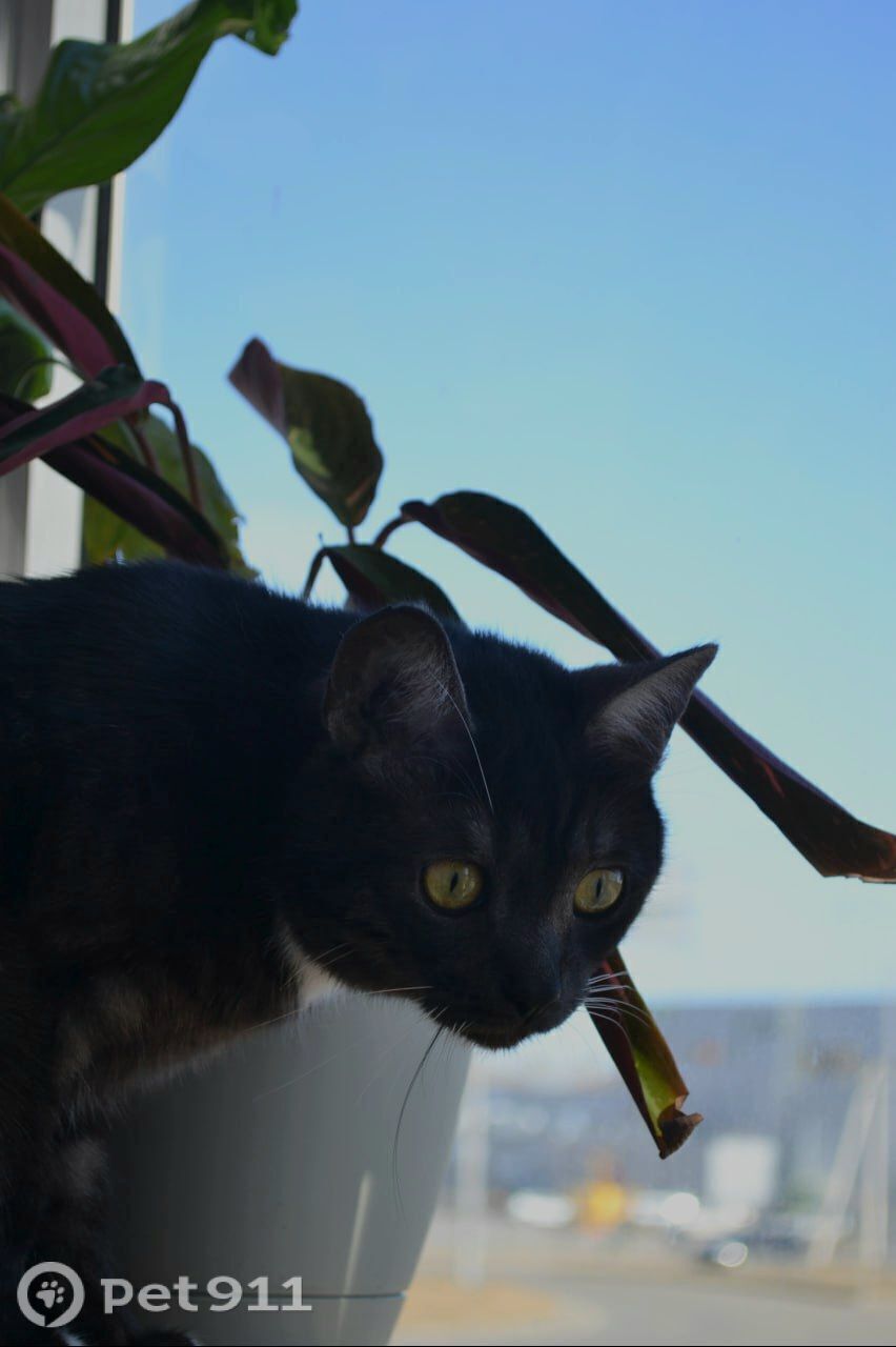 Пропала кошка в Вологде — фото объявления