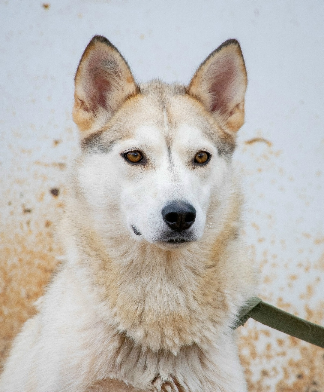 Найдена собака в Вологде — фото объявления