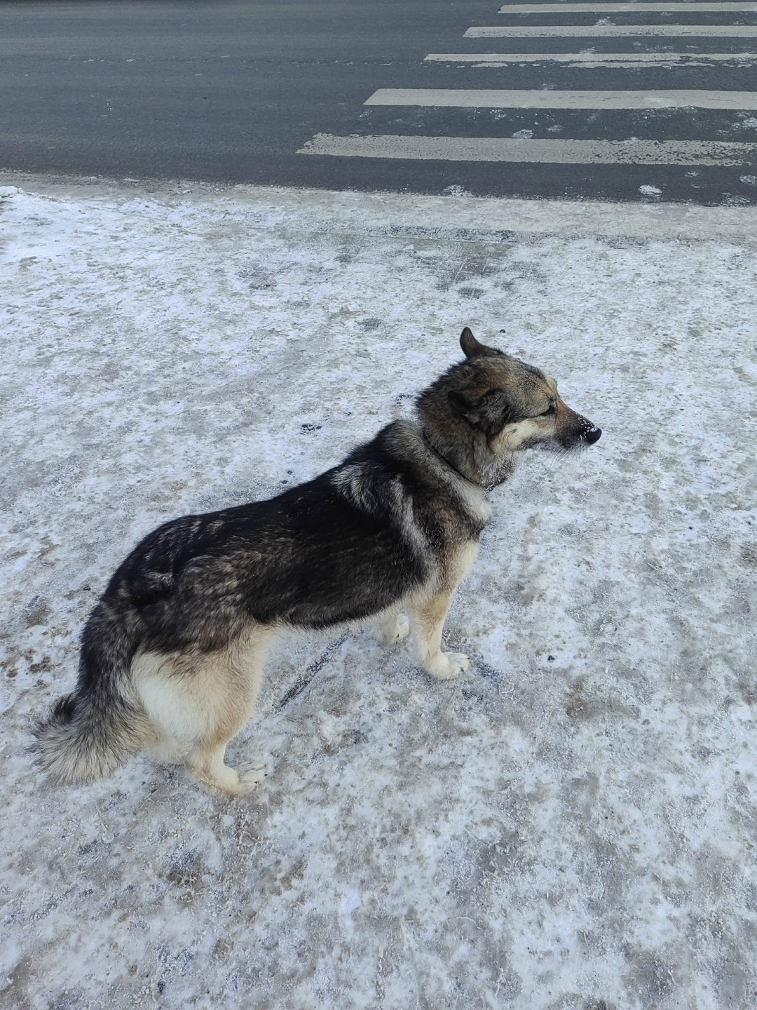 Пропала собака в Вологде — фото объявления