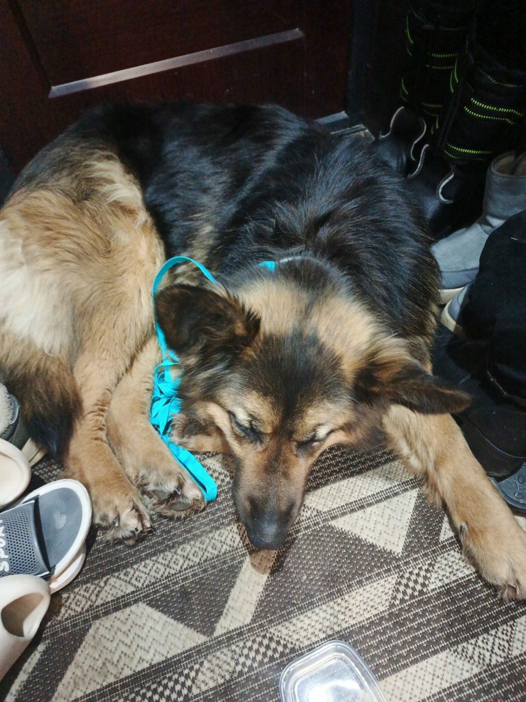 Найдена собака в Вологде — фото объявления