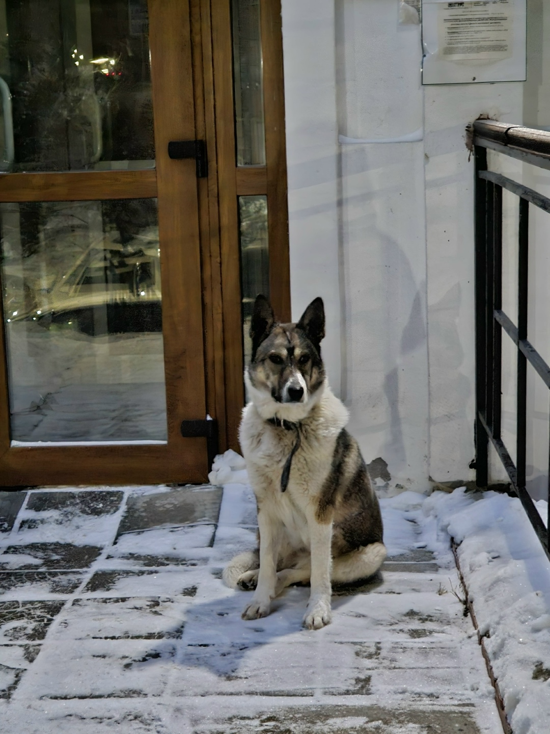 Найдена собака в Вологде — фото объявления