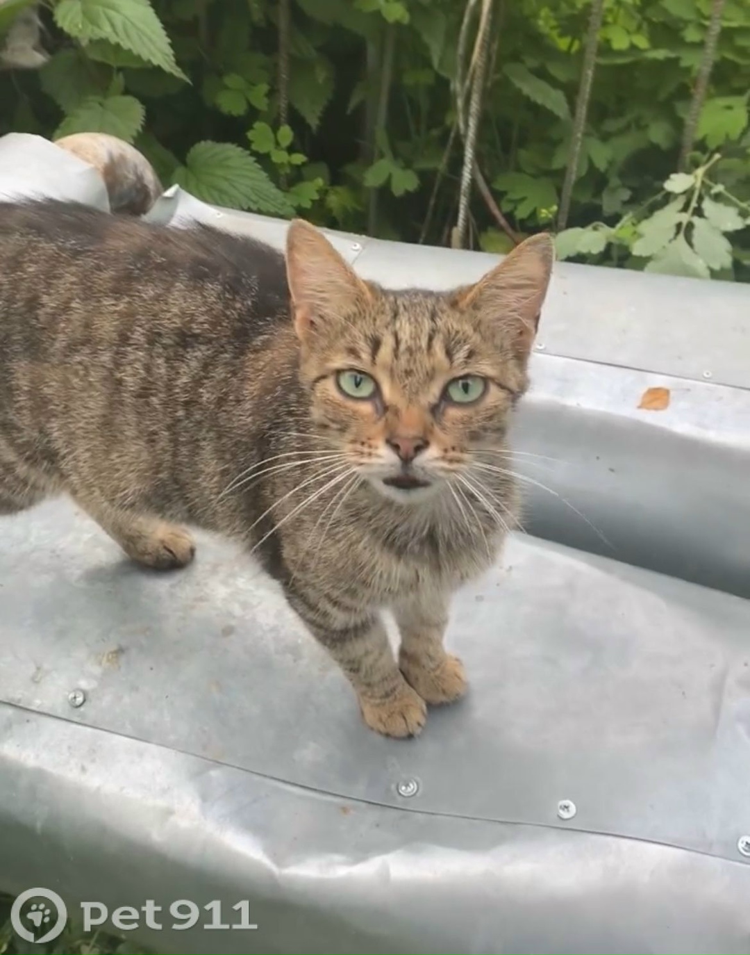 Пропала кошка в Вологде — фото объявления