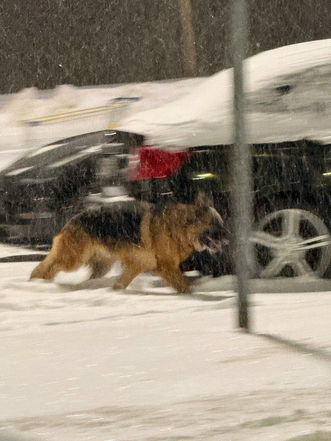 Пропала собака в Вологде — фото объявления