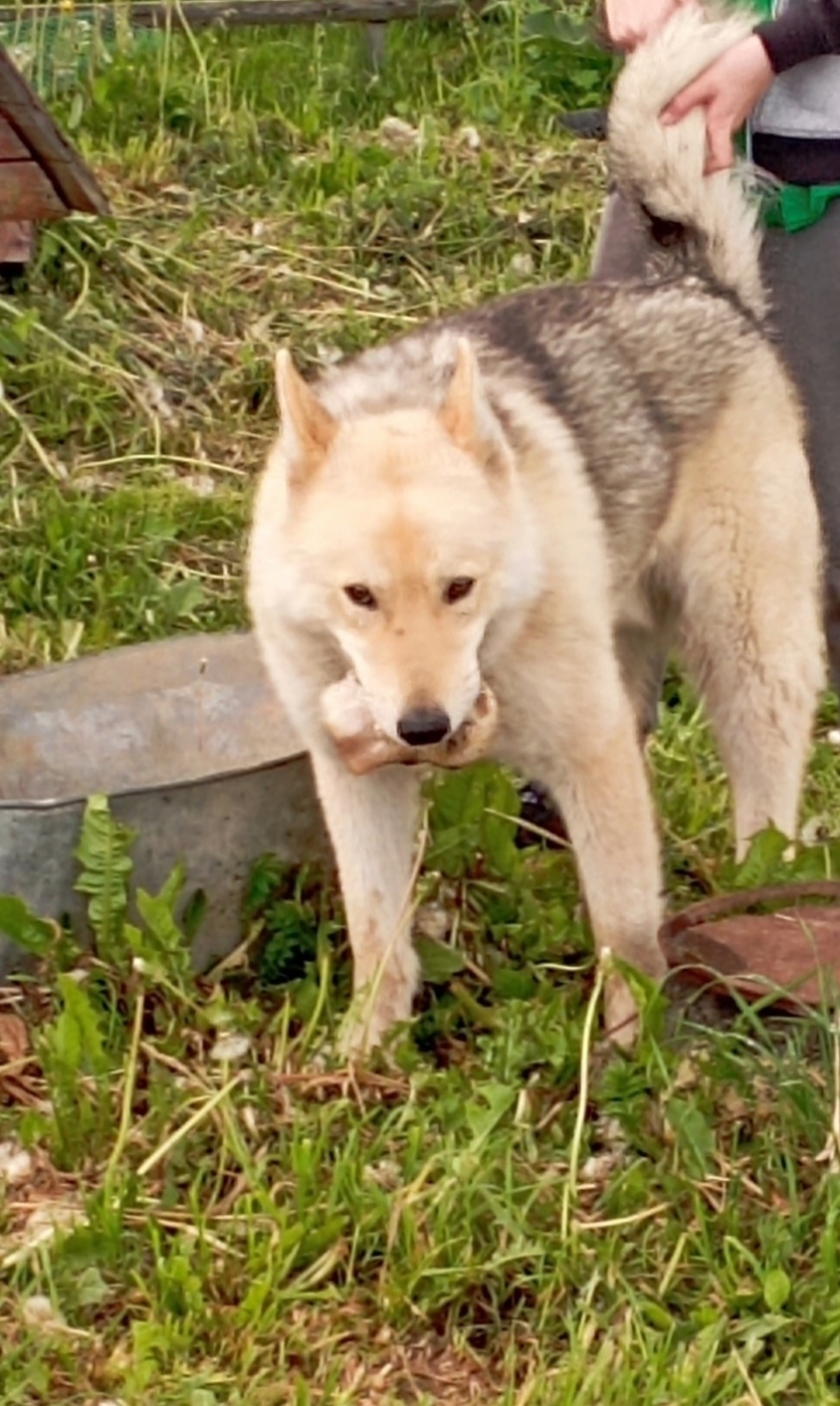 Пропала собака в Вологде — фото объявления