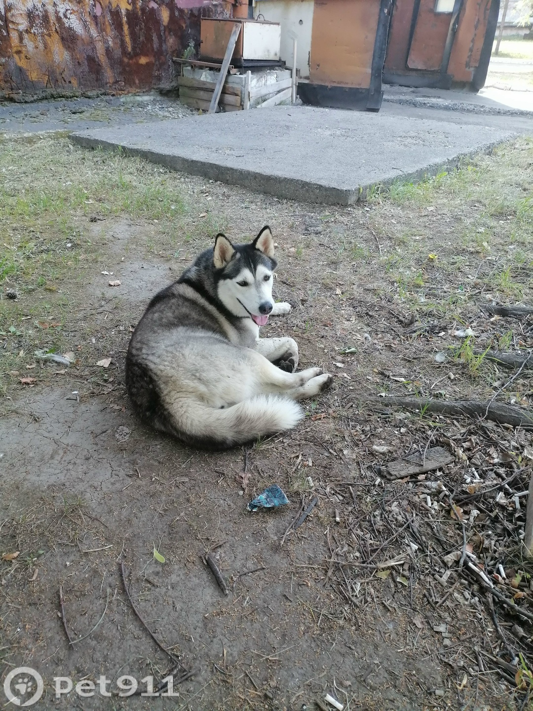 Найдена собака в Вологде — фото объявления
