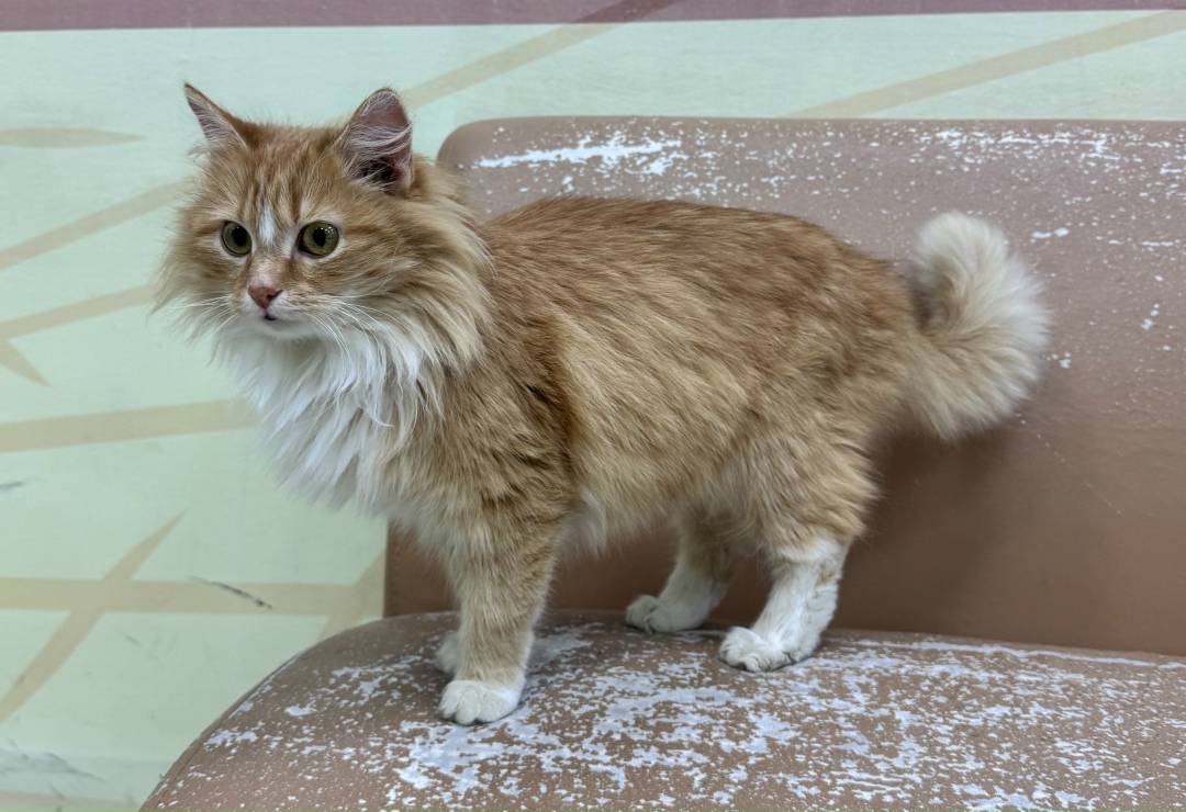 Найдена кошка в Вологде — фото объявления