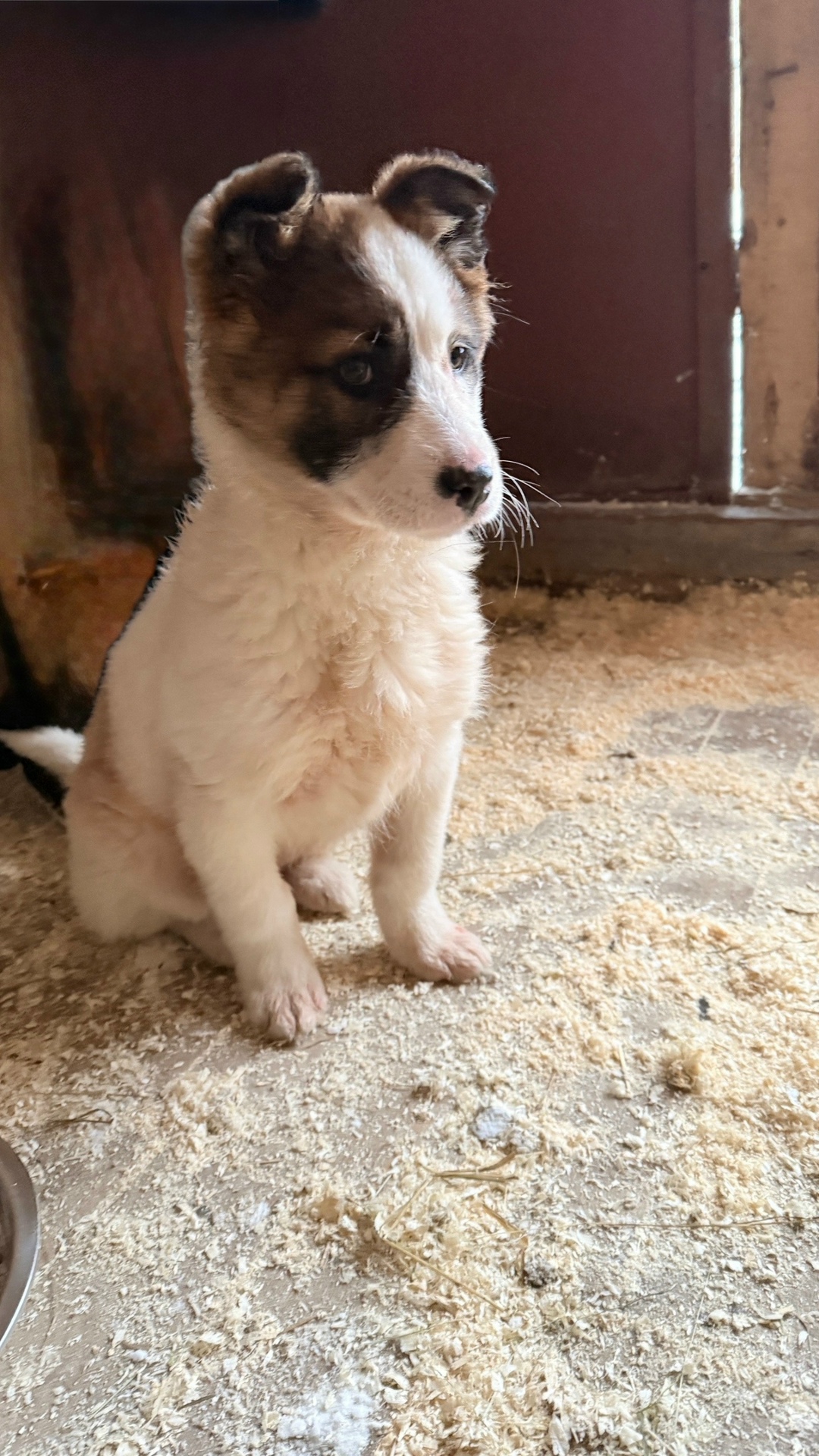 Найдена собака в Вологде — фото объявления