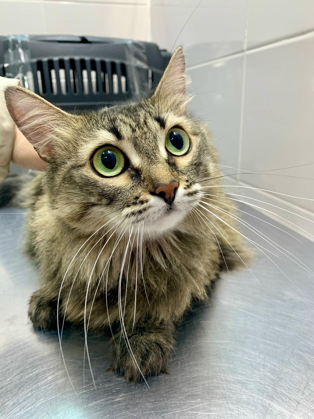 Найдена кошка в Вологде — фото объявления