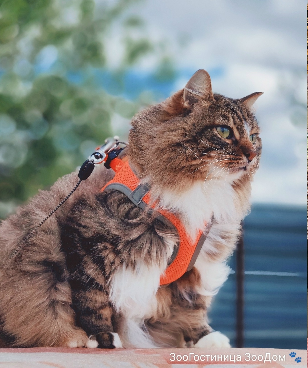 Найдена собака в Вологде — фото объявления