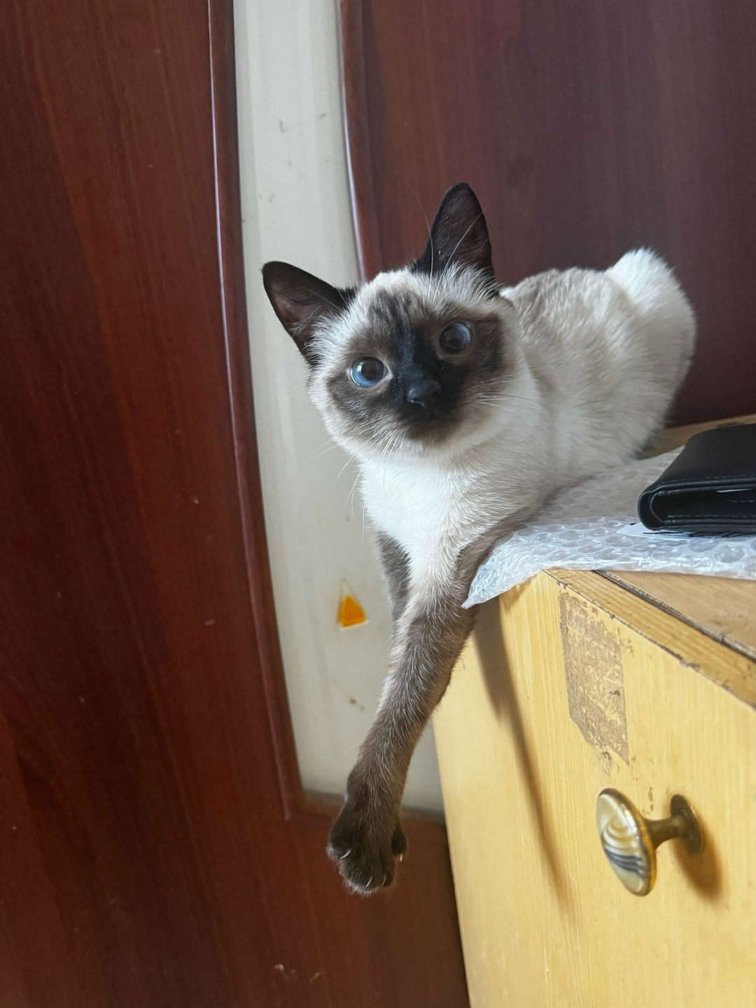 Пропала кошка в Вологде — фото объявления