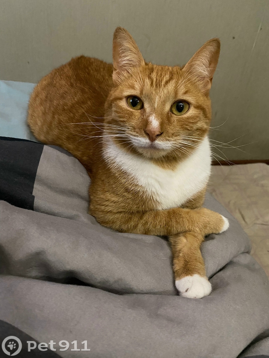 Пропала кошка в Вологде — фото объявления