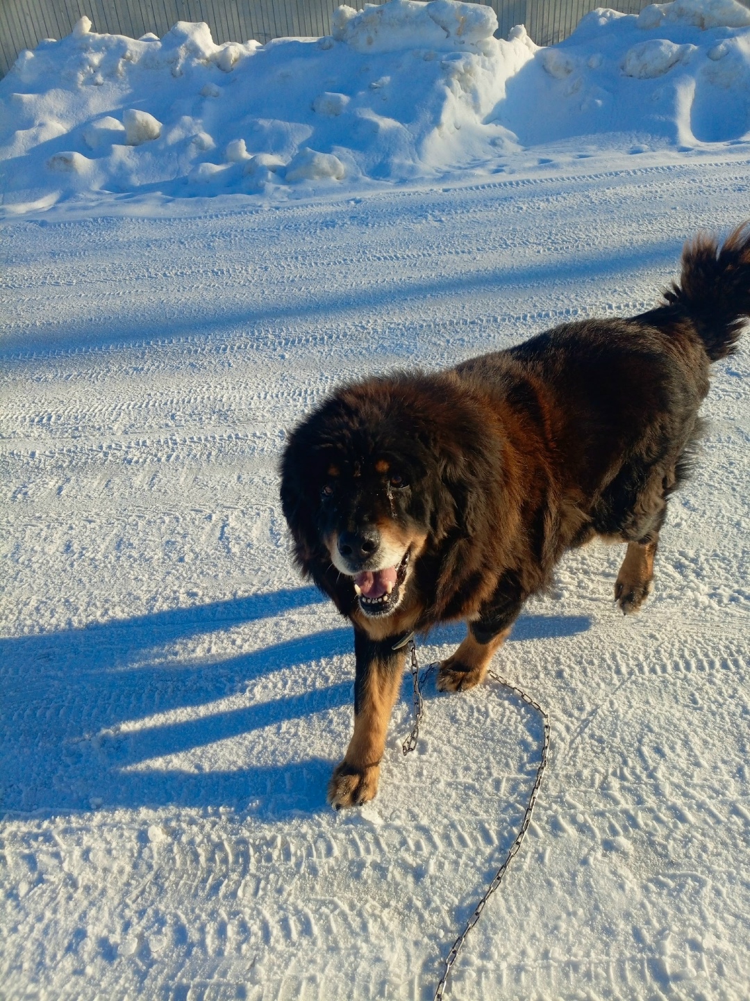 Пропала собака в Вологде — фото объявления