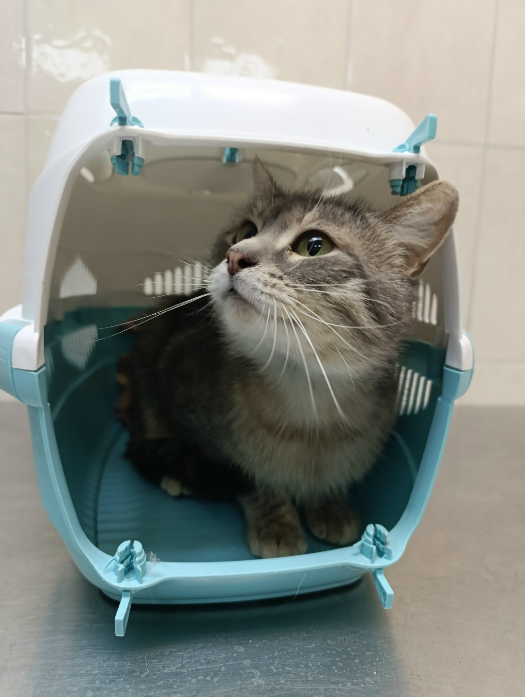 Найдена кошка в Вологде — фото объявления