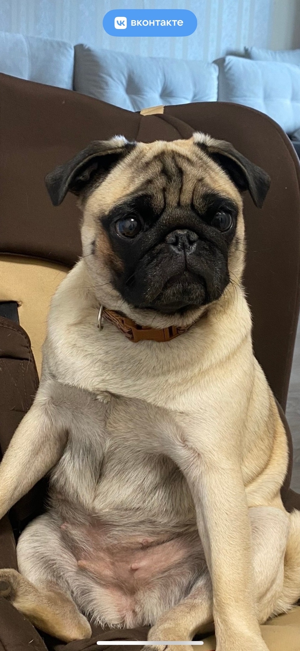 Пропала собака в Вологде — фото объявления