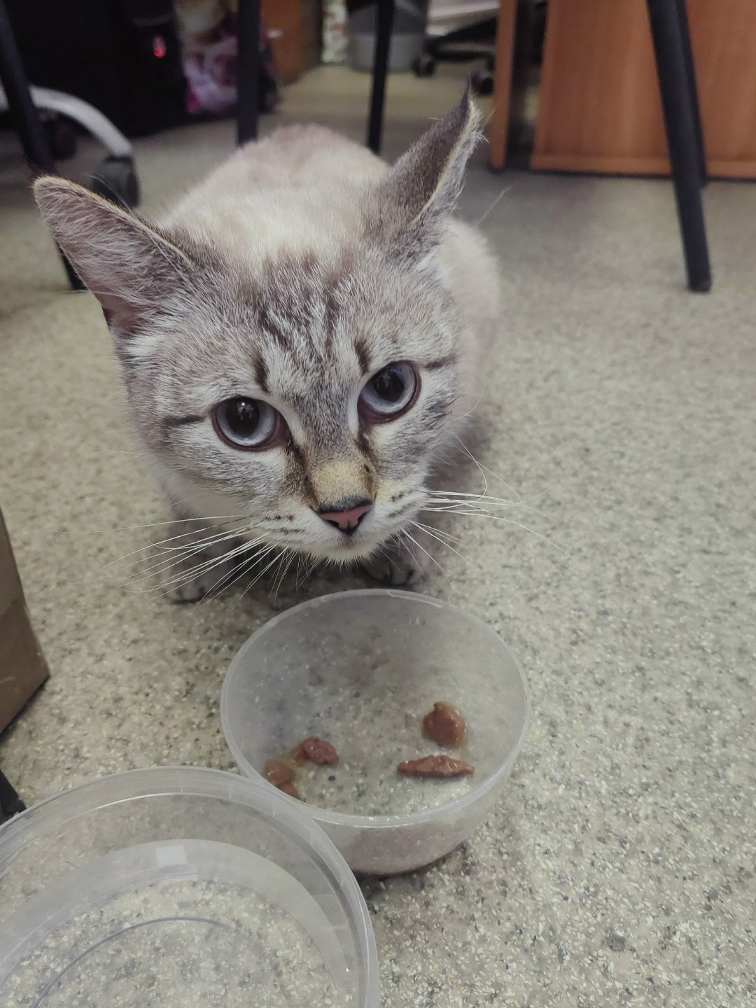 Найдена кошка в Вологде — фото объявления