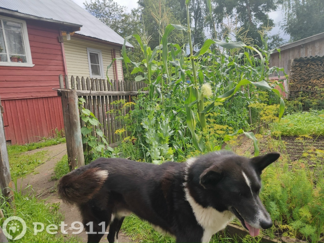 Пропала собака в Вологде — фото объявления