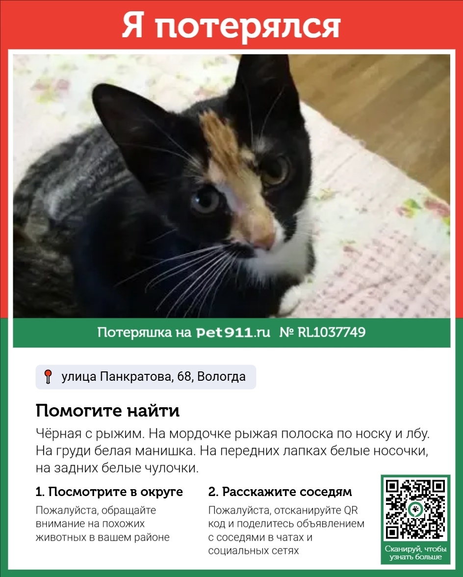 Пропала кошка в Вологде — фото объявления