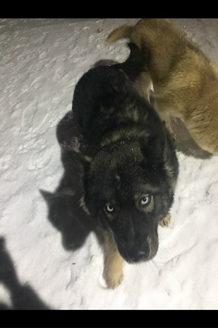 Пропала собака в Вологде — фото объявления