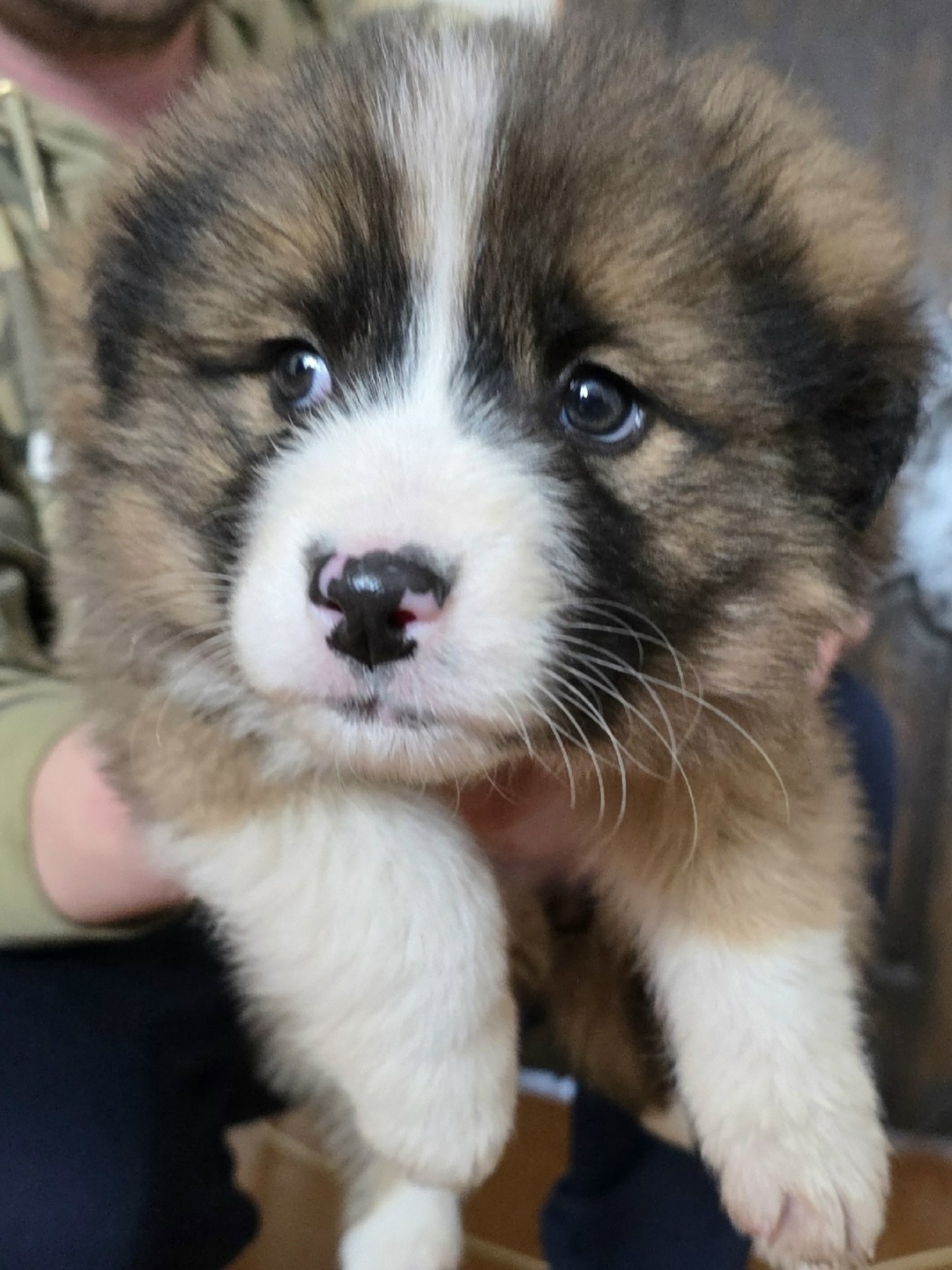 Найдена собака в Вологде — фото объявления