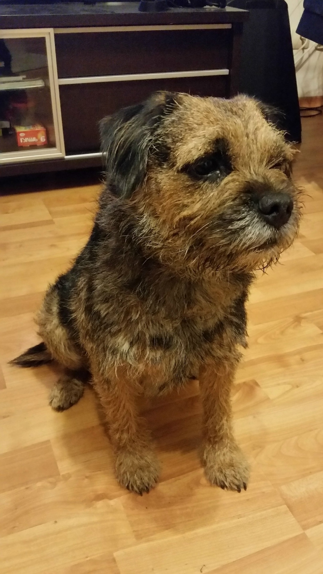 Пропала собака в Вологде — фото объявления