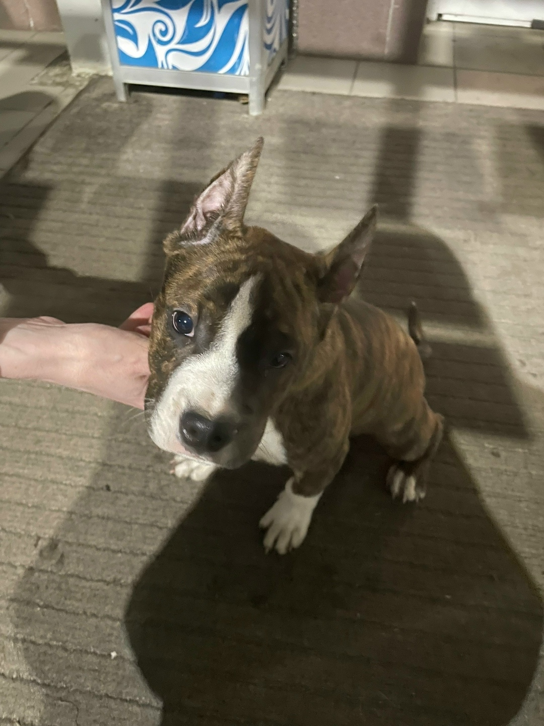 Пропала собака в Вологде — фото объявления