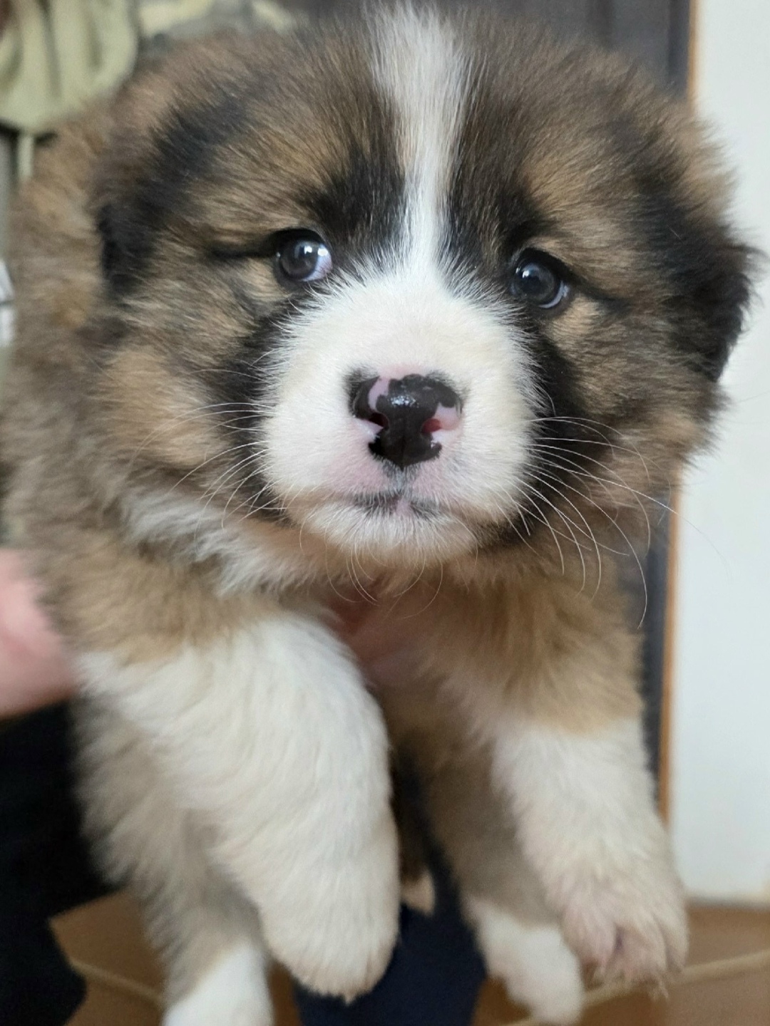 Найдена собака в Вологде — фото объявления