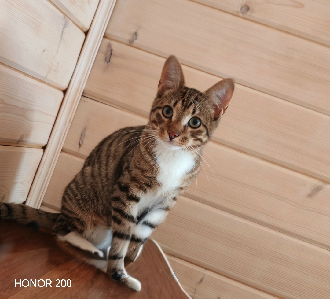 Пропала кошка в Вологде — фото объявления