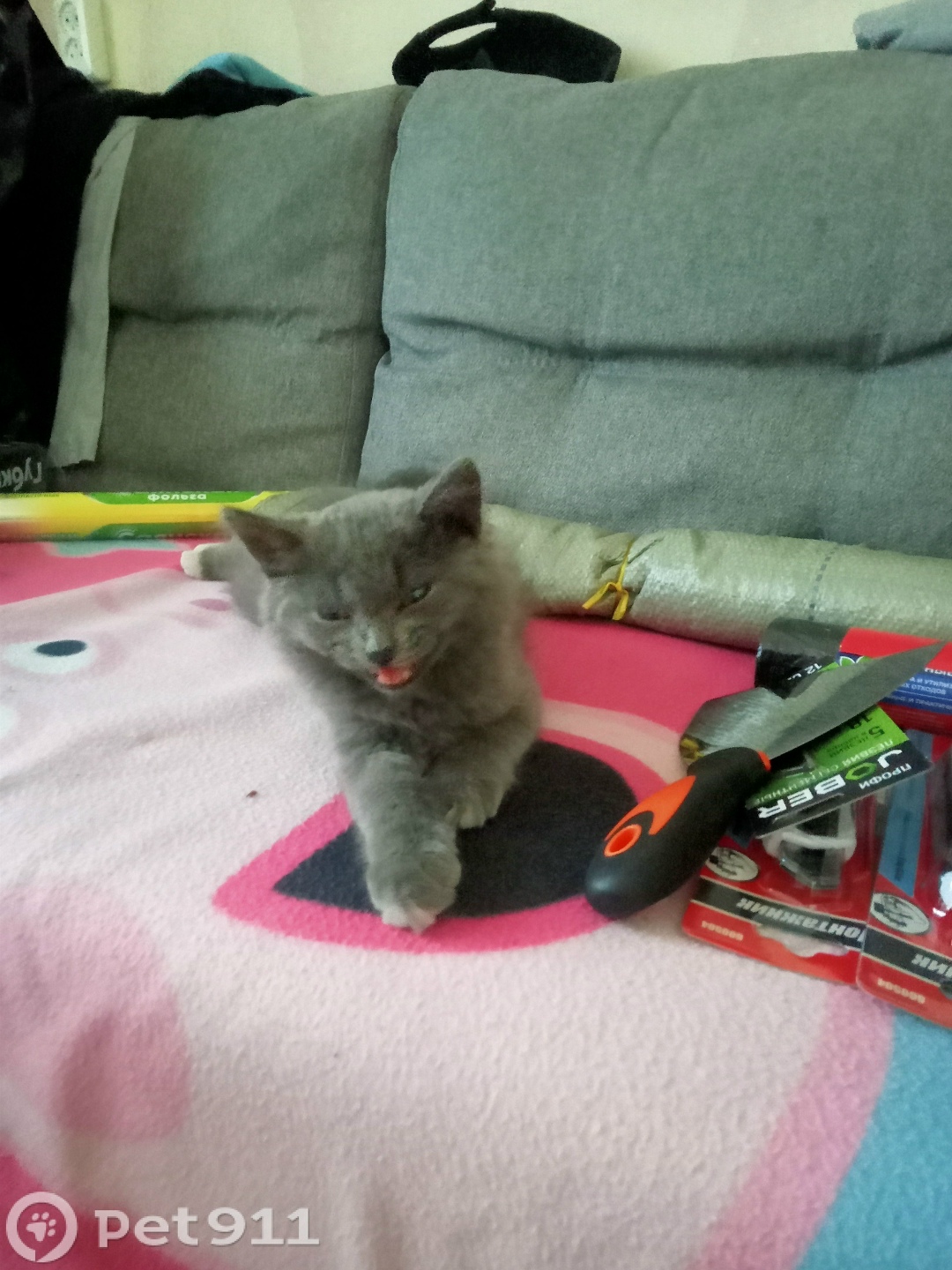 Найдена кошка в Вологде — фото объявления