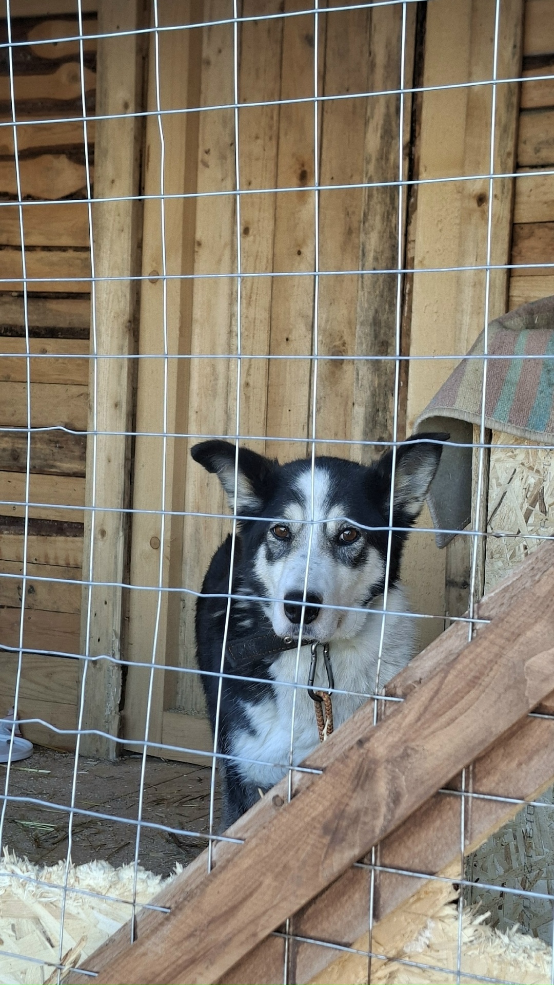 Пропала собака в Вологде — фото объявления