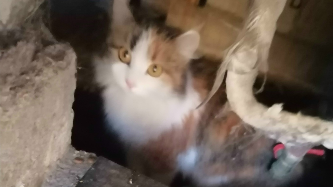 Пропала кошка в Вологде — фото объявления