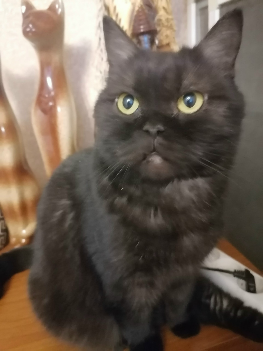 Найдена кошка в Вологде — фото объявления