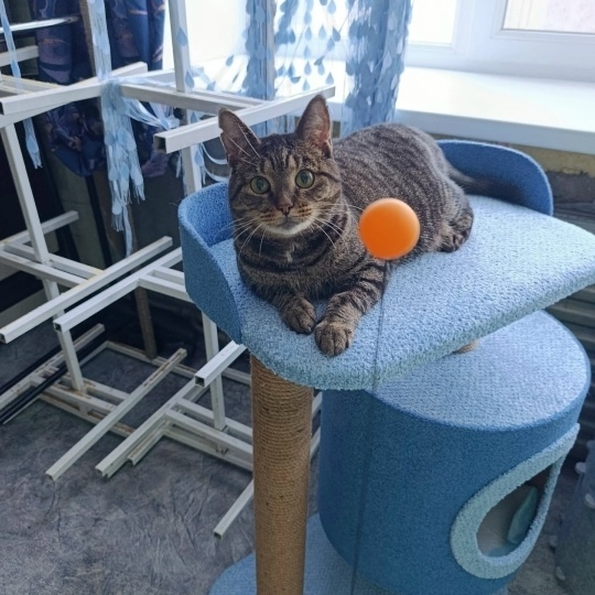 Пропала кошка в Вологде — фото объявления